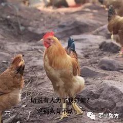 2025新澳今晚资料鸡号几号财安126期 07-29-34-41-44-48W：32,探索未来财富之路，解读新澳今晚资料鸡号与财安策略